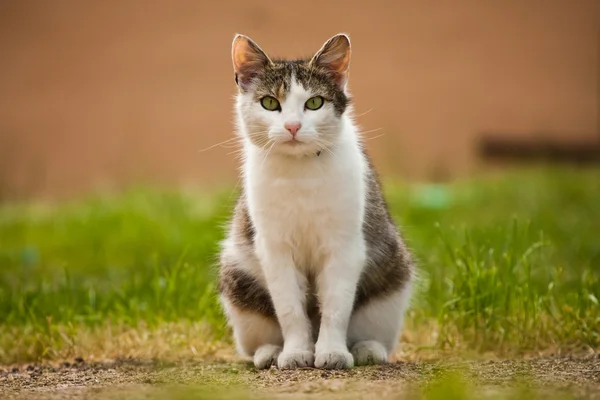 घरगुती मांजर — स्टॉक फोटो, इमेज