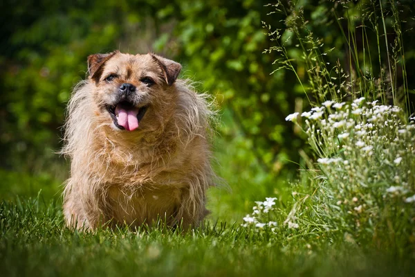 Parktaki köpek — Stok fotoğraf