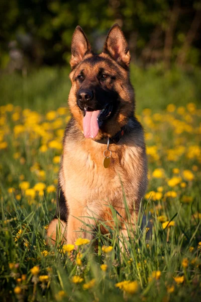 Alman çoban köpeği — Stok fotoğraf