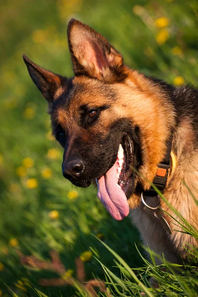 Alman çoban köpeği — Stok fotoğraf