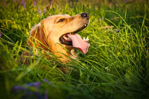 金毛猎犬 — 图库照片