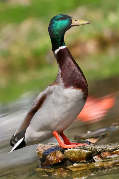 Pato. — Fotografia de Stock