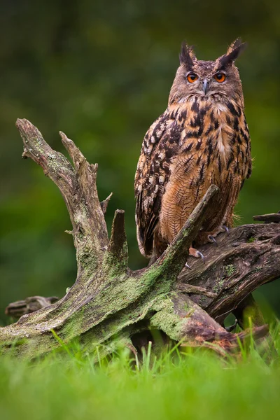 Uil op de boom — Stockfoto