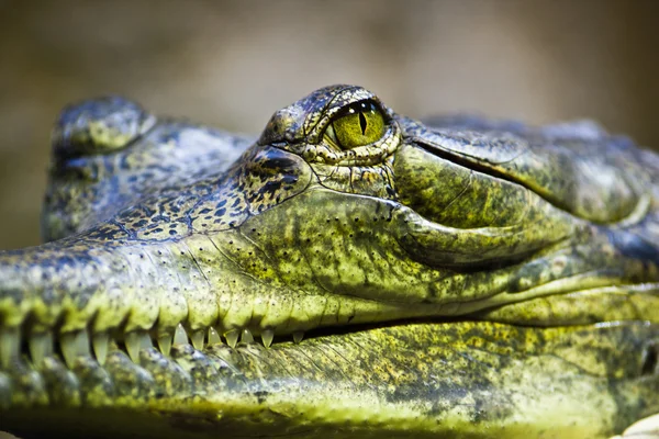 Gavial. — Fotografia de Stock