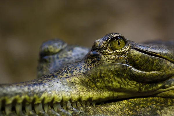 Gavial — Stockfoto