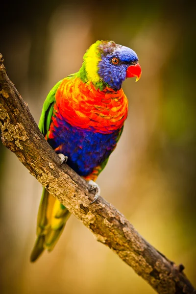 Lori Lorikeet — Stockfoto