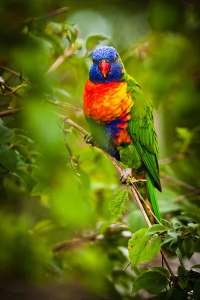 Лорі lorikeet — стокове фото