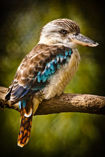 Kingfisher de asa azul — Fotografia de Stock