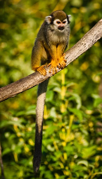 Central American squirrel monkeys — Stock Photo, Image