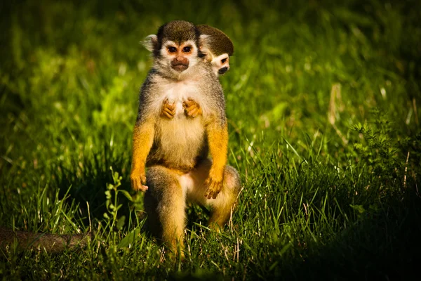 Monos ardilla centroamericanos —  Fotos de Stock