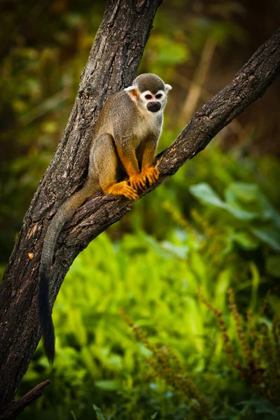 Monos ardilla centroamericanos —  Fotos de Stock