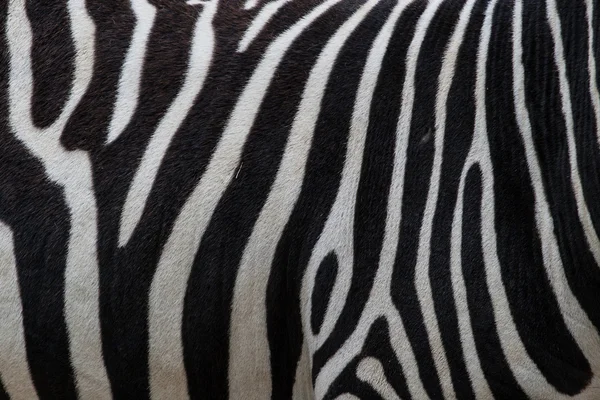 Pele de zebra — Fotografia de Stock