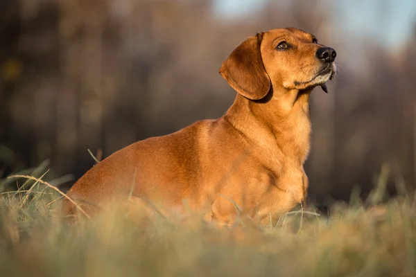 腊肠犬 — 图库照片