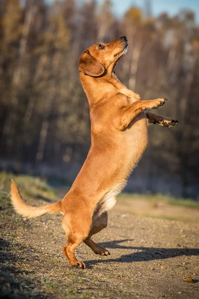 Dakshund — Stockfoto