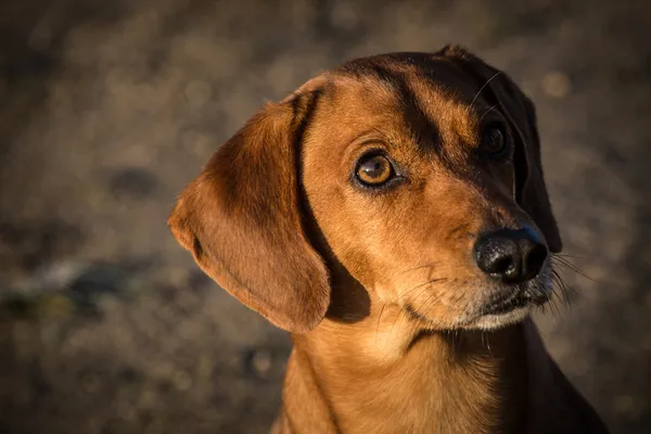 Dachshund. — Fotografia de Stock