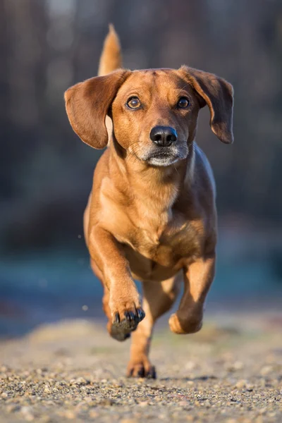 Dachshund. — Fotografia de Stock