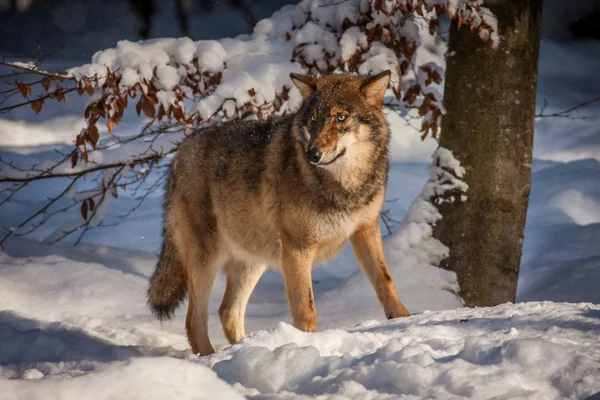 Lobo — Fotografia de Stock