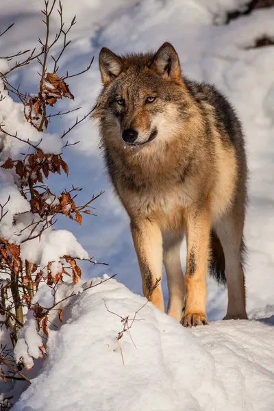 Wolf — Stock Photo, Image