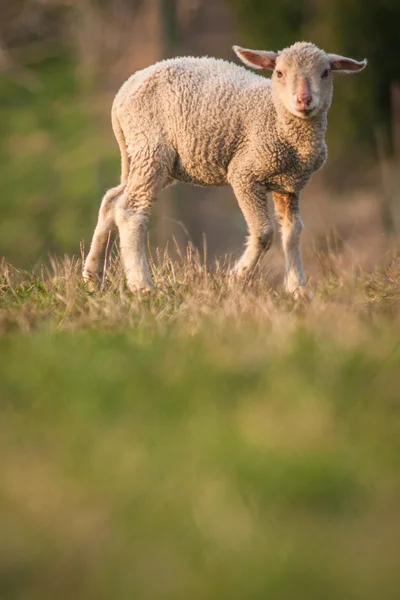 Schapen — Stockfoto