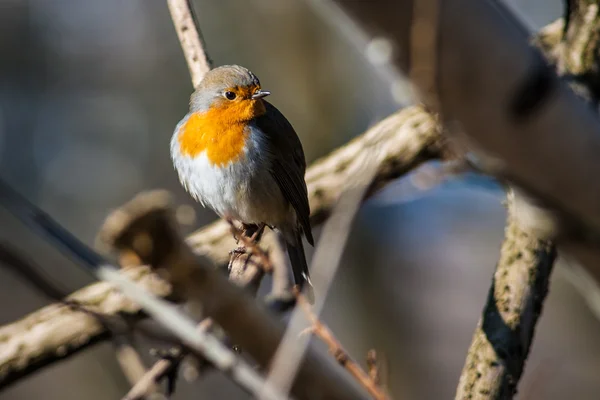 Robin pássaro — Fotografia de Stock