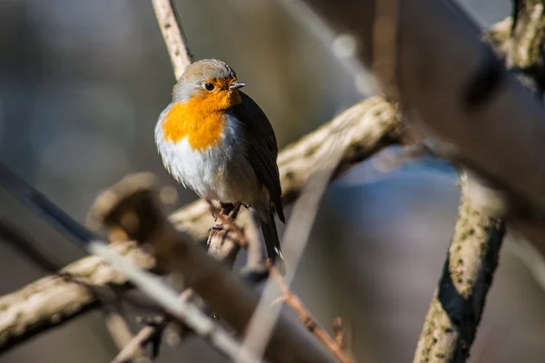 Robin Bird. —  Fotos de Stock