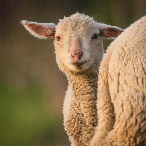 Sheep — Stock Photo, Image