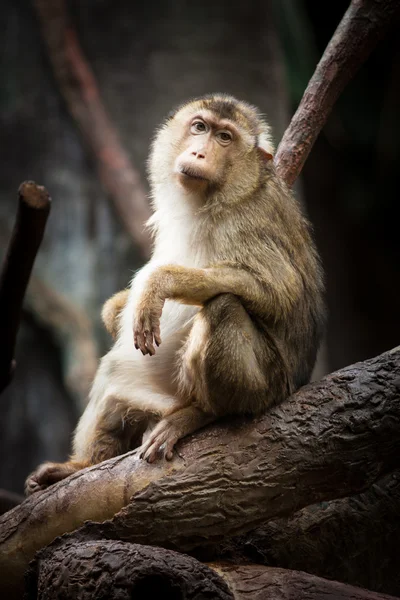 Monkey — Stock Photo, Image