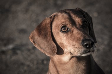 köpek içinde hareket