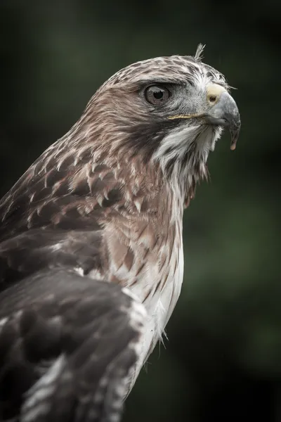 Raubtier — Stockfoto