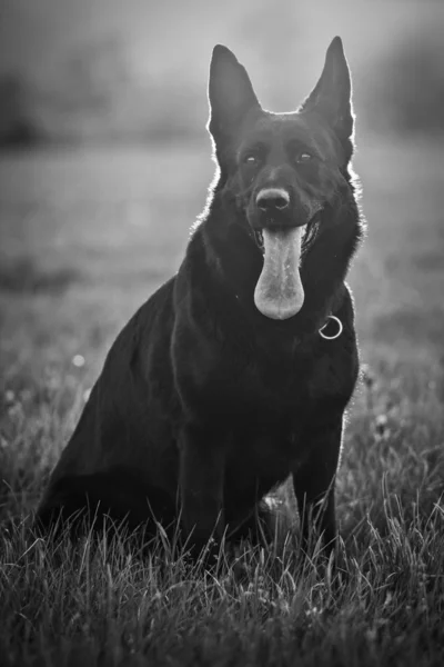 黑犬 — 图库照片