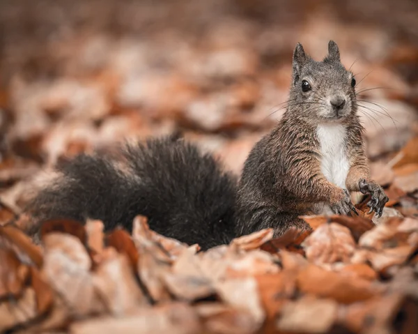 Eichhörnchen — Stockfoto