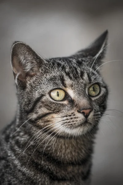 kedi portre
