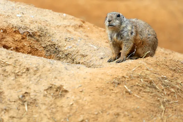 Cão-da-pradaria de cauda-preta — Fotografia de Stock