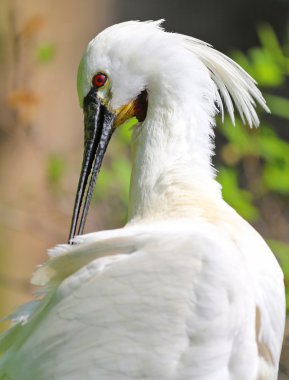 Bayağı kaşıkçı