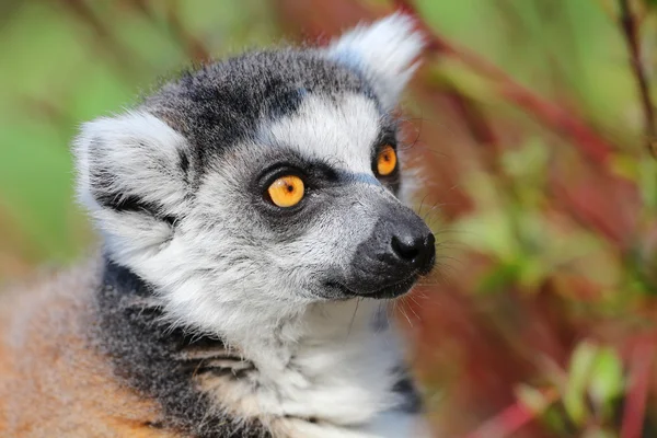 Lemur catta — Stock Photo, Image