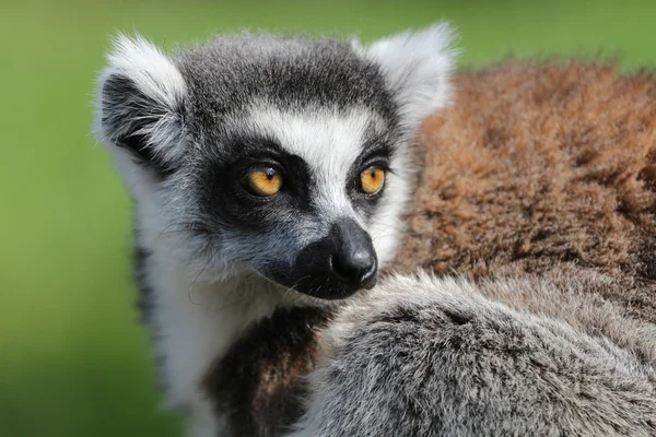 Lemur catta — Stockfoto