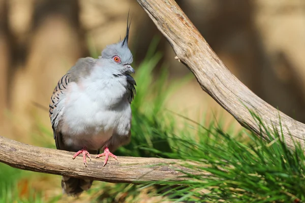 Bird from the zoo — Stock Photo, Image