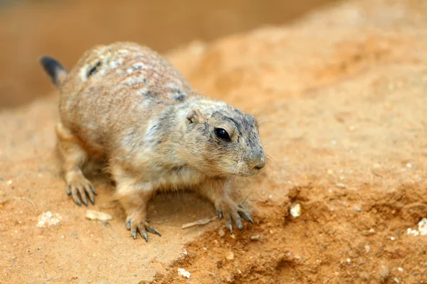 Cão-da-pradaria de cauda-preta — Fotografia de Stock