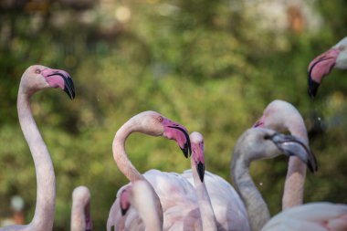 küçük flamingo