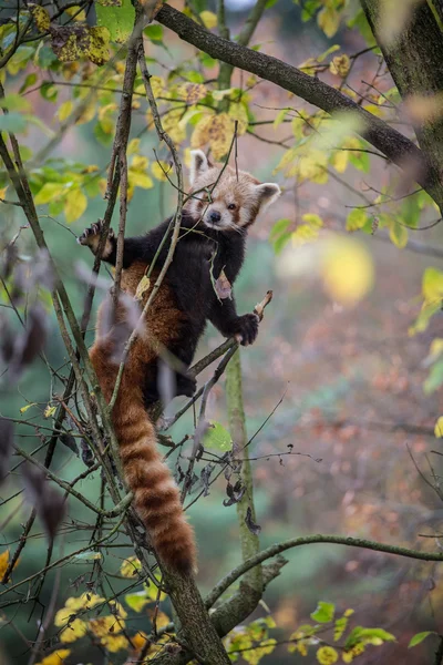 Kırmızı panda ayısı — Stok fotoğraf