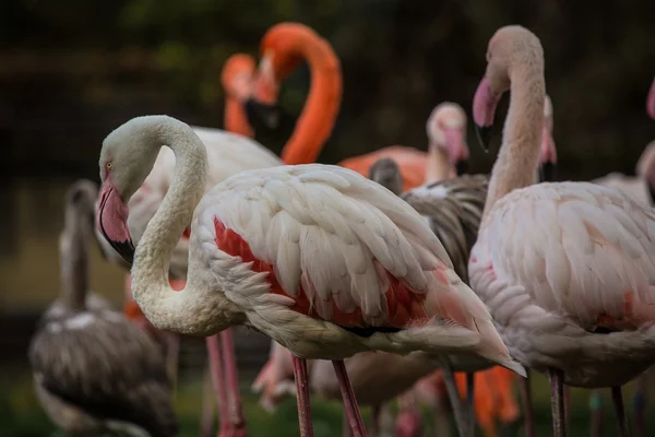 Flamant rose — Photo