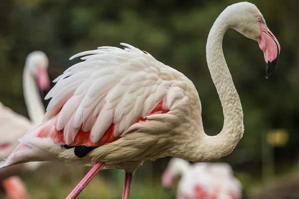 Flamingo — Stockfoto