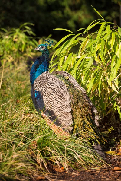 Peacock — Stock Photo, Image