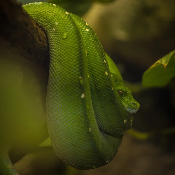 Python — Photo