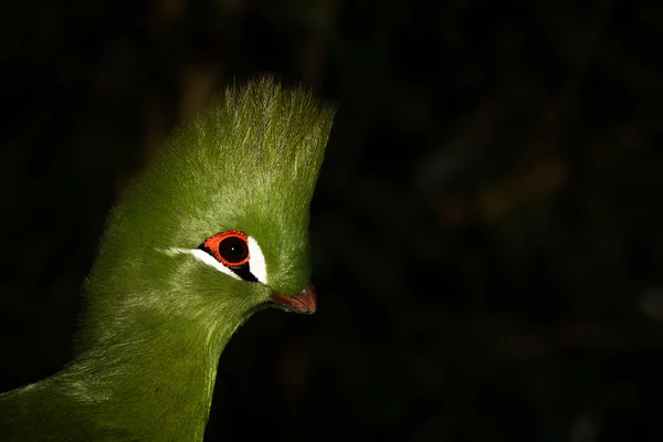 Fågel — Stockfoto