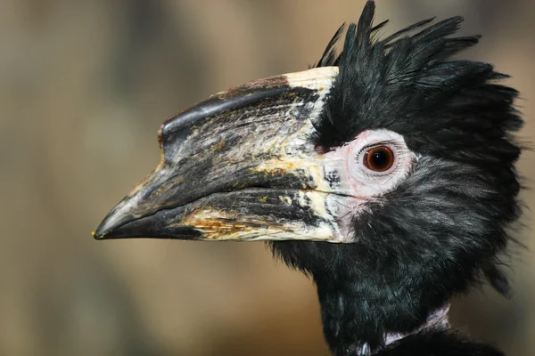 Hornbill — Stockfoto