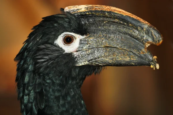 Hornbill — Stockfoto