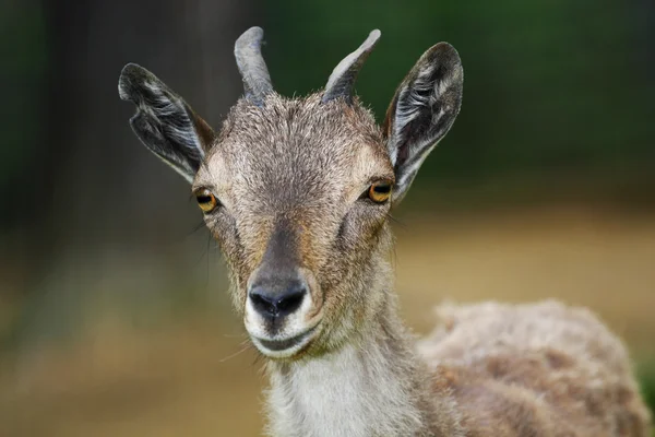 Ziegenjunge — Stockfoto