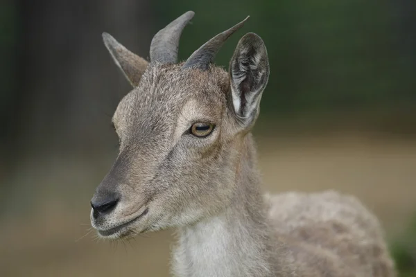 Ziegenjunge — Stockfoto