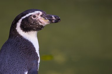 penguen